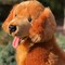 Red Golden Retriever Jack - Adorable and Realistic Plush Toy